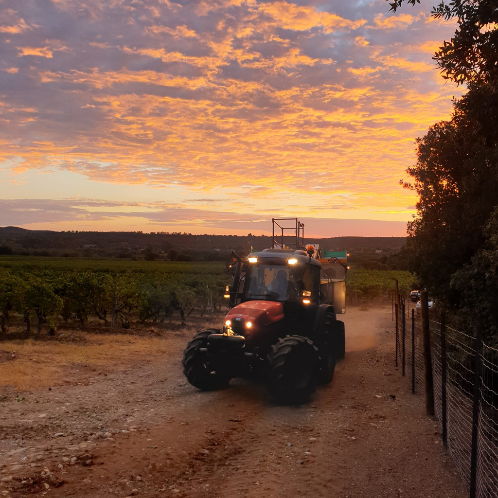 Paysage agricole corse, vignobles et agrumiculture